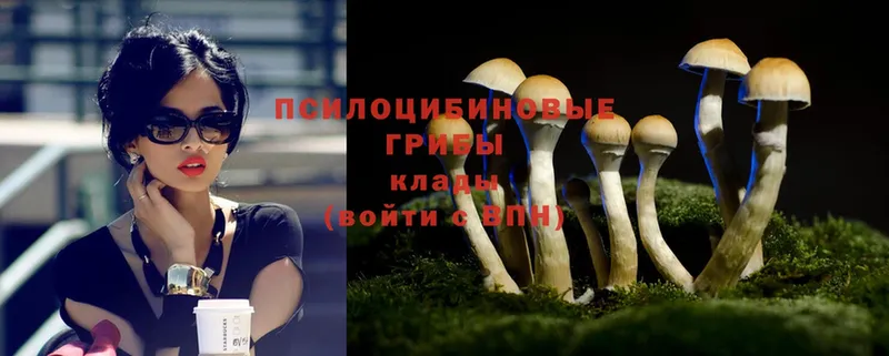 Галлюциногенные грибы Psilocybe  купить наркоту  МЕГА ССЫЛКА  Кингисепп 